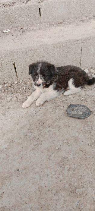 Отдам щенка в добрые руки