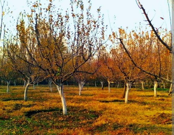 Bogbon sadovnik ishlarini qilamiz