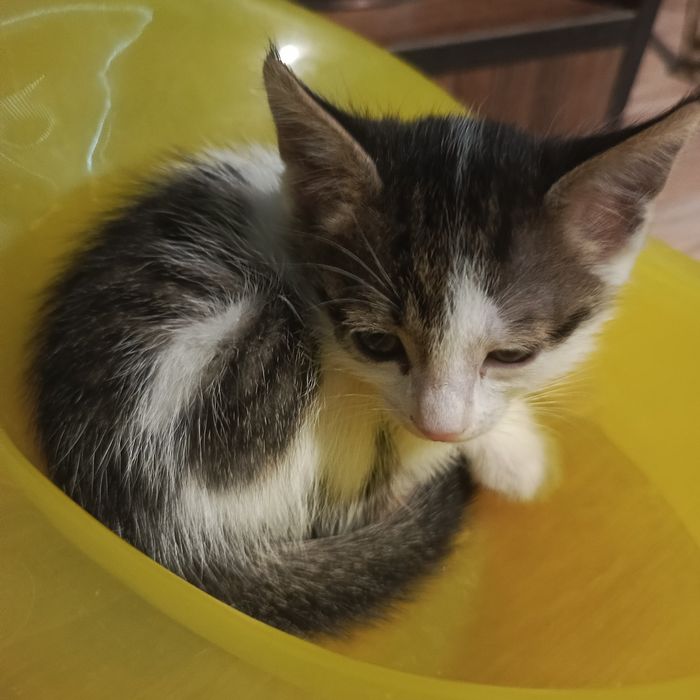 Котята бесплатно