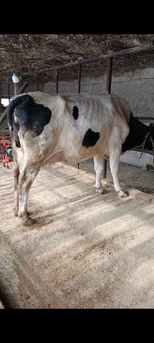 Корова Сиыр КРС Корова