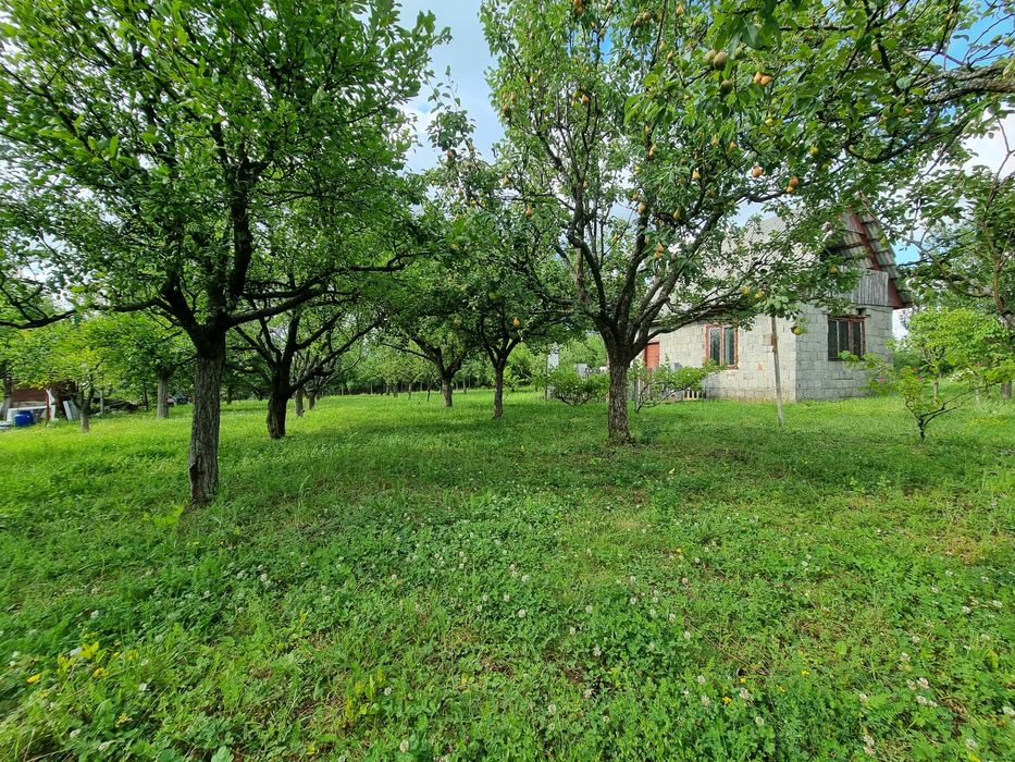 Vand teren intravilan cu casuta, Ardud Vii,  1500 m2