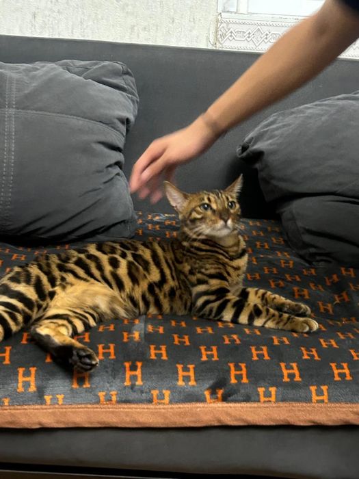 Бенгальская кошка