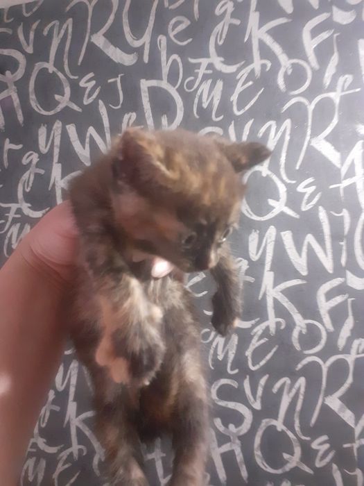 Предлагаются котята