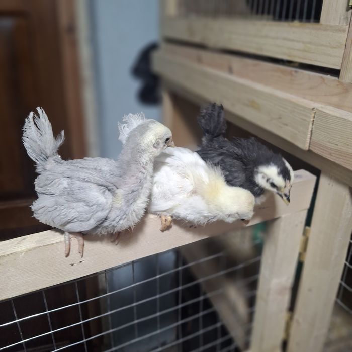 Цыплята породы ШАБО