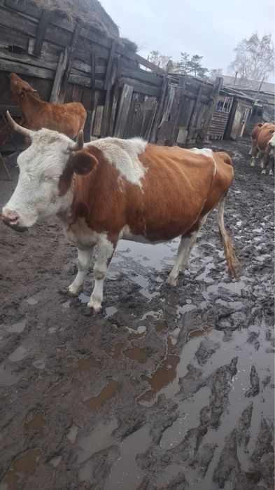 Продам корову 520 тыс