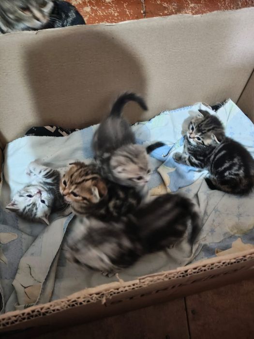 Продаются котята