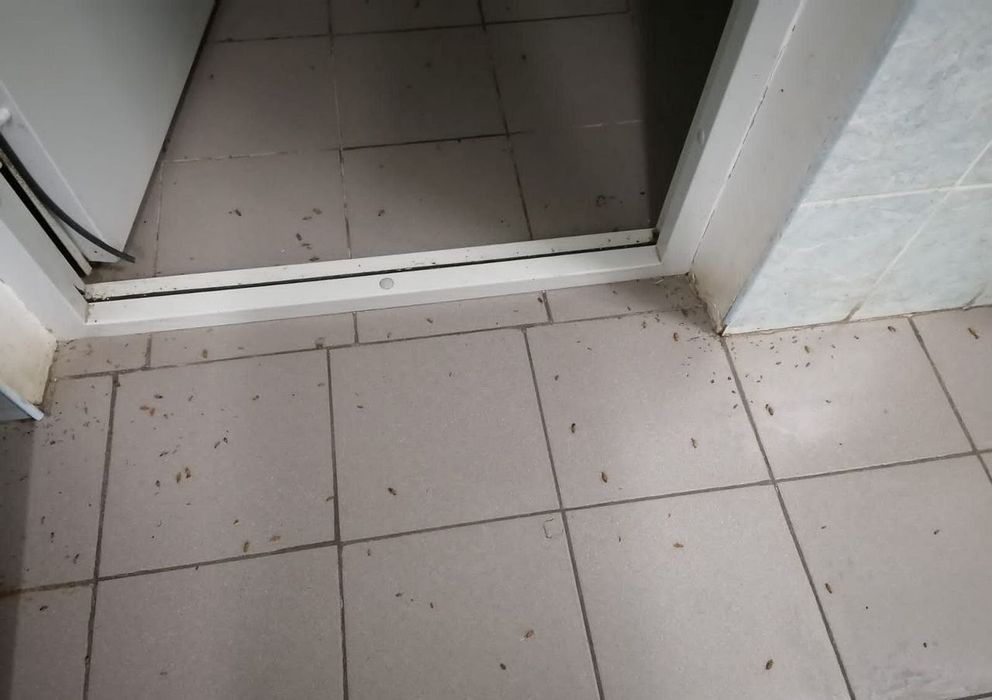 Angren Dezinfeksiya , Tarakan, Klopa, chayon, va barcha xashoratlar