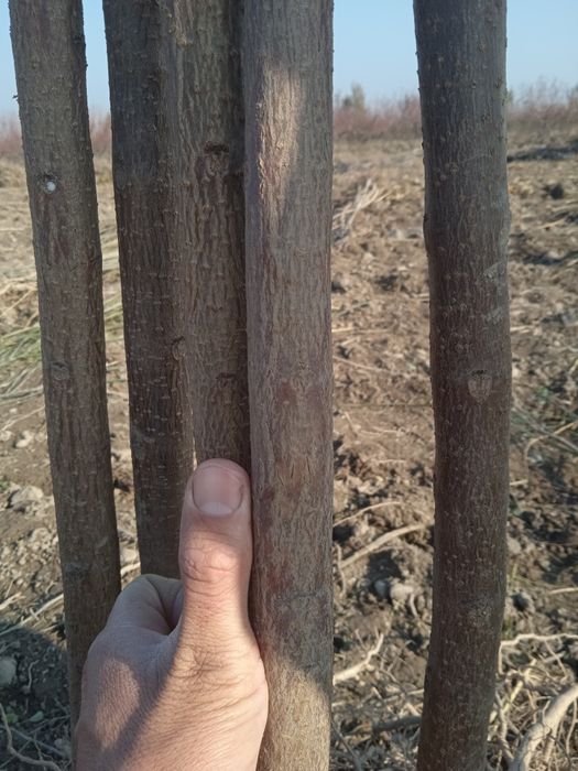 Каталпа. ясин.клён.кучатлари