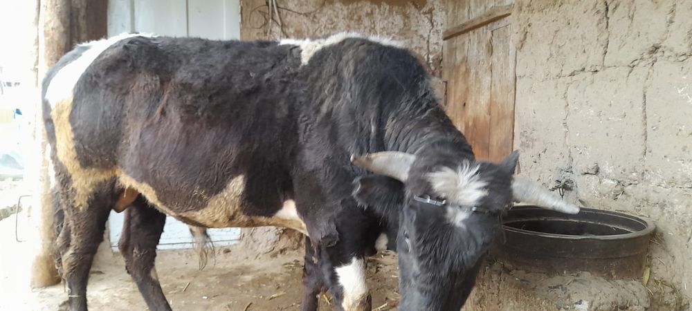 Ho'kiz yoshi 3yoshda