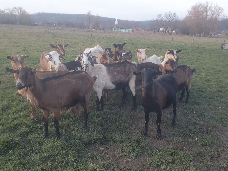 Vând 15 capre gestante