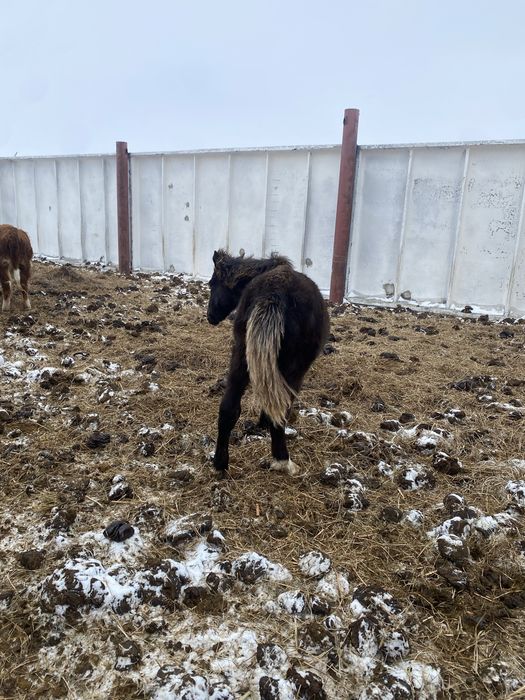 6 бас жабагы сатам