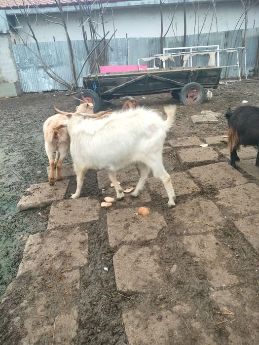 De Vânzare Țap Sanen sau variante