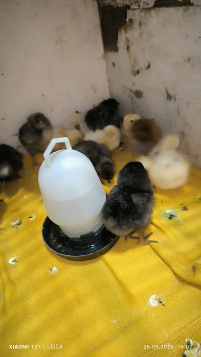 Продам домашних цыплят