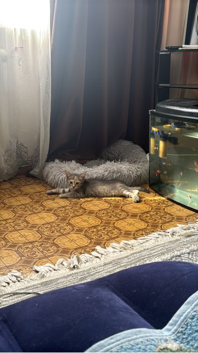 Отдам котенка,в добрые руки.