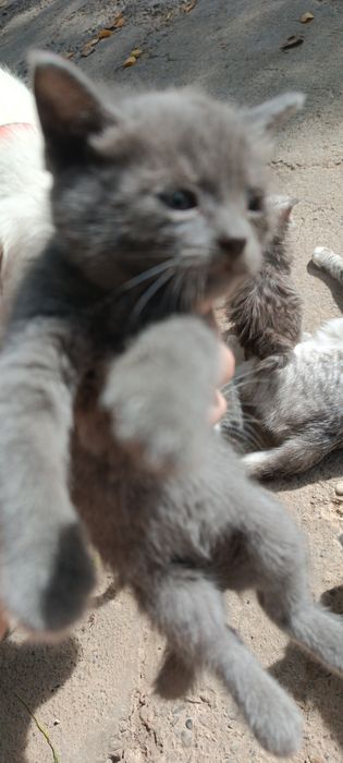 Котята месяц породистые