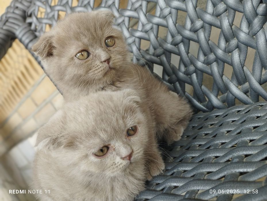 Scottish Fold mushuklari sotiladi!