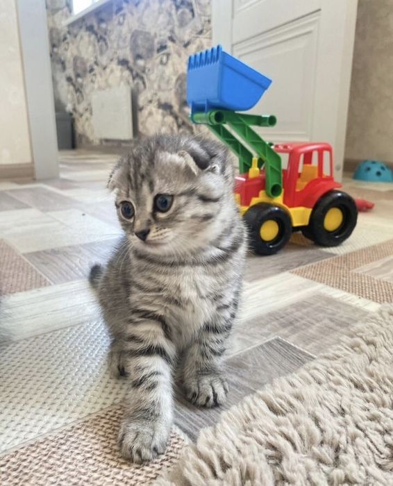 Британские котята