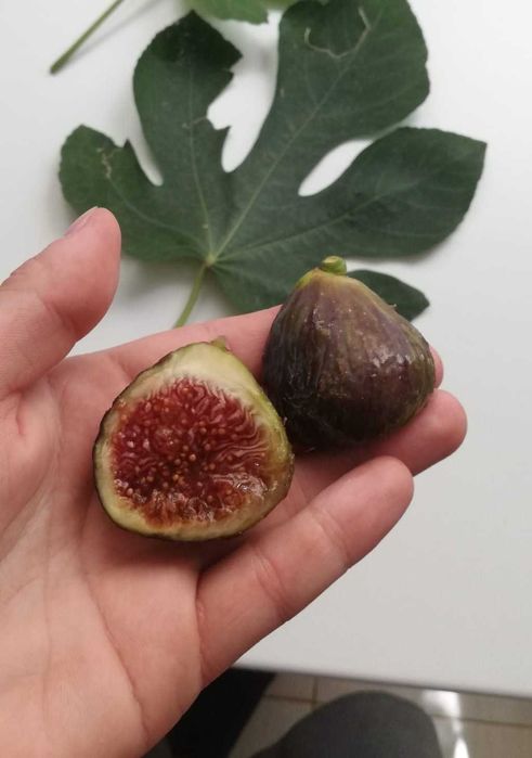 Smochin mov dulce - puiet viguros 1 an (40-125 cm) - rezistent la inghet