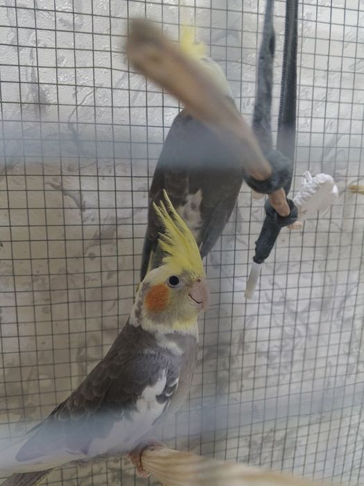 Корелла попугай toti kush korella popugay