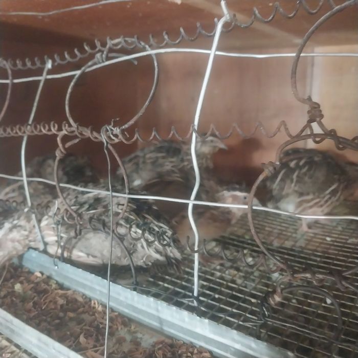 Бөдене сатылады жұмыртқа туып тұр.