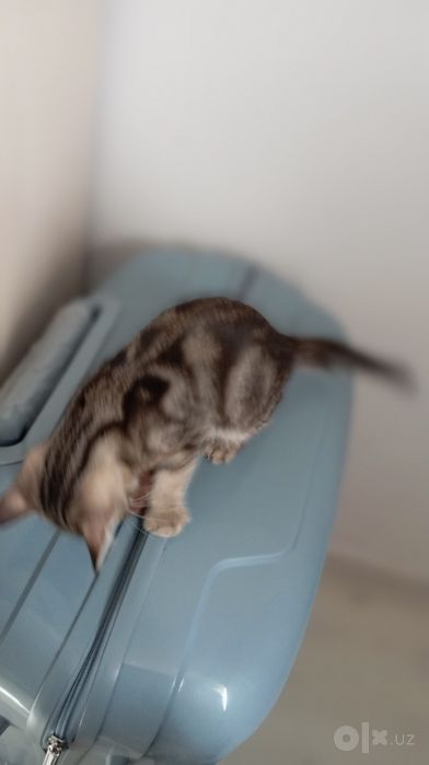 Котёнок-девочка/табби/2 месяца/.