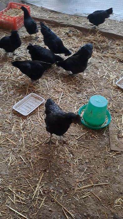 Uxayil tuxumlari sotiladi jujasiga xam zakaz olamiz