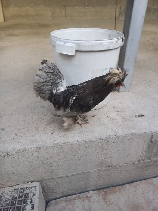 Карес японка хурозлари сотилади