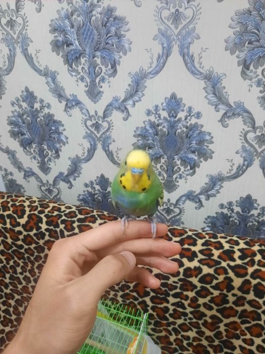 Ruchnoy valnisti papugay