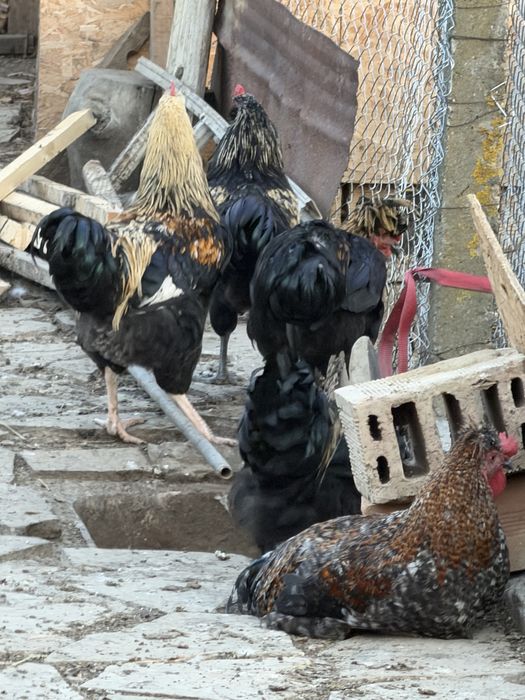 продавам кокошки и петели