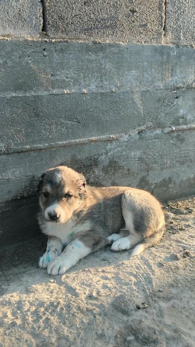 Алабай щенки САО Тобет