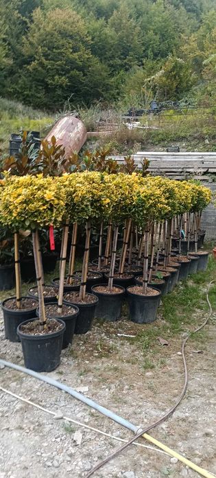 Lelandii și conifere pentru gard viu natural