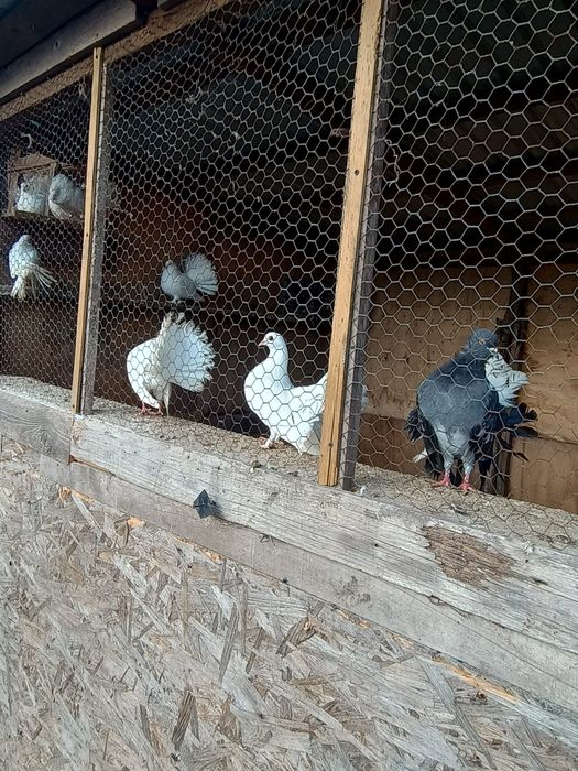 Porumbei voltați