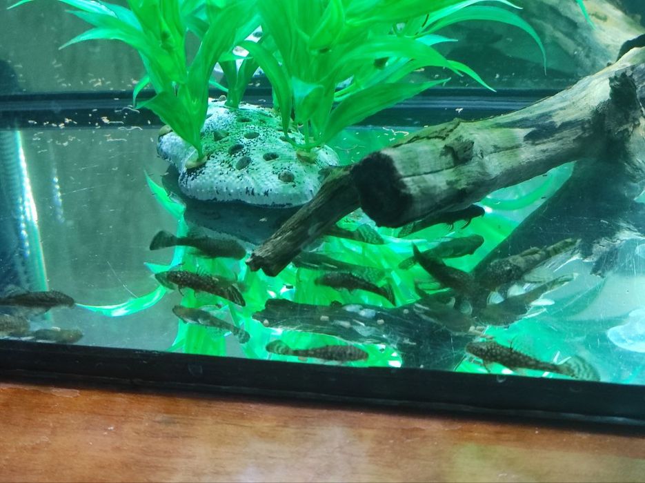 Продается рыбка анциструс (чистильщик) штук 25 есть 
Цена договорная