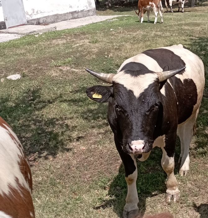 Продам двух коров