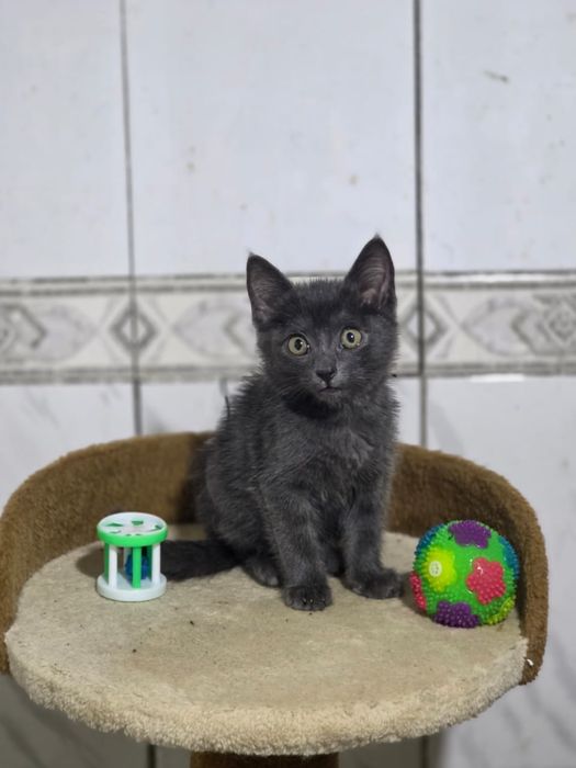 Отдаем котенка (кошка)