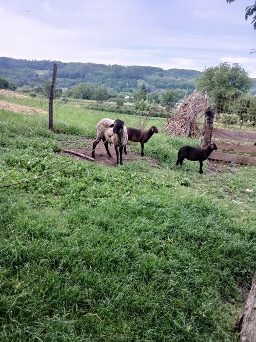 Vând berbecuț carabas