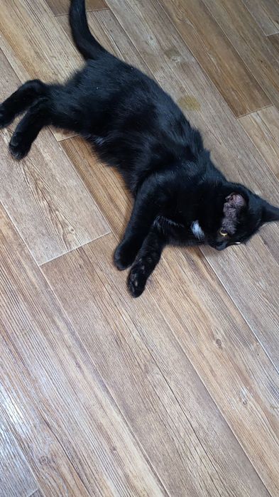 Отдам в добрые руки