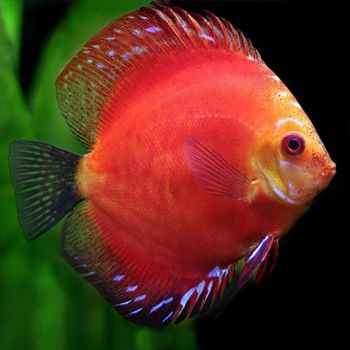 Discus privaznoy Thailand 5-6 sm