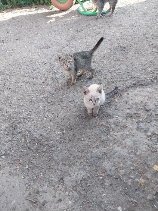 Отдам котят в хорошие руки.
