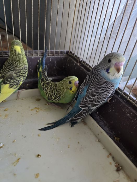 Zburătoare pui mici