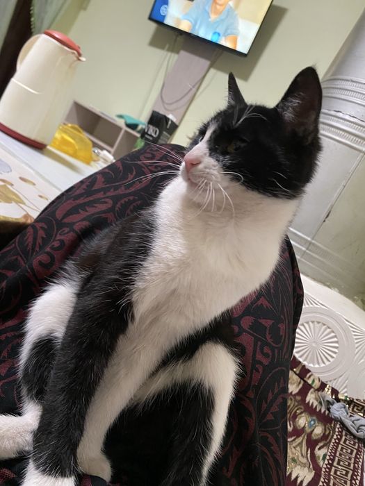 pishik bariladi xadyaga yacsh insonlara arkak pishik dmm beozor oyinch