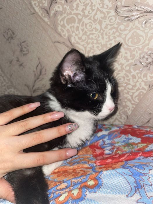 Отдам котёнка в добрые руки