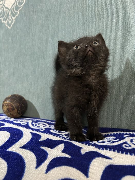 Отдам котят 4 шт