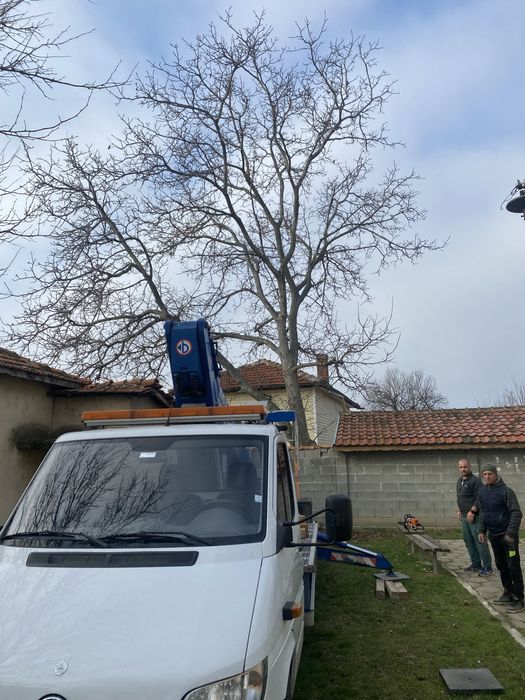 Рязане на опасни дървета