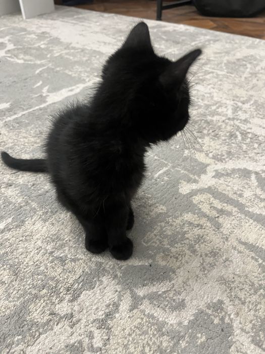 Котенок в добрые руки (женский пол)