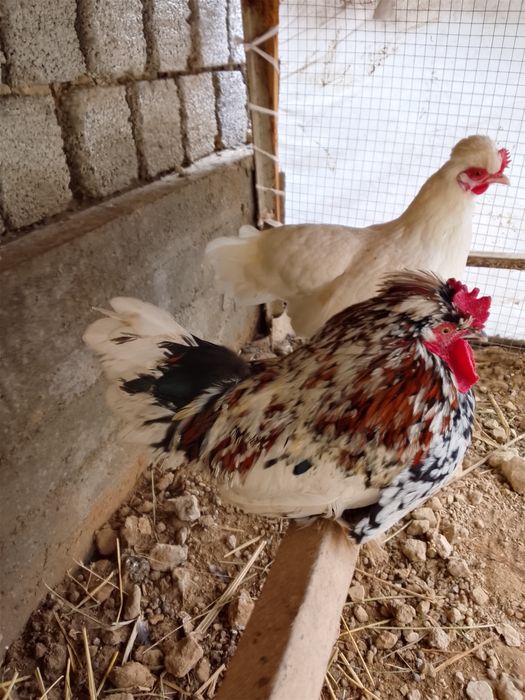 Yapon tovuq sotiladi