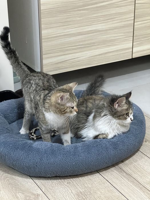 Отдам котят в добрые  руки