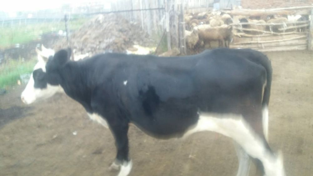 Продам первотёлку 600 000т.