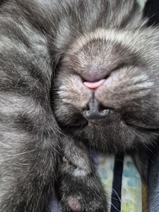 Отдам кота даром