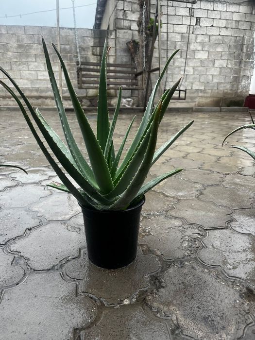 Алое 6-7 жылдык,емге жаксы